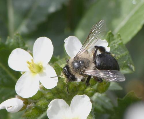 Andrena bicolorata